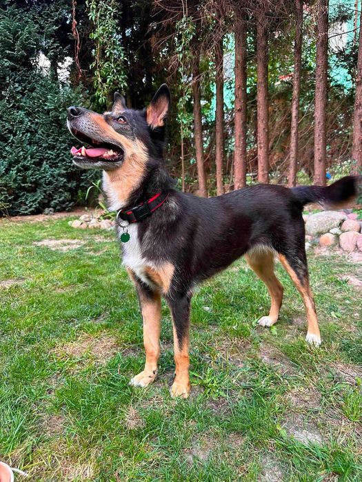 Do adopcji - łagodna Szkocja szuka domu!