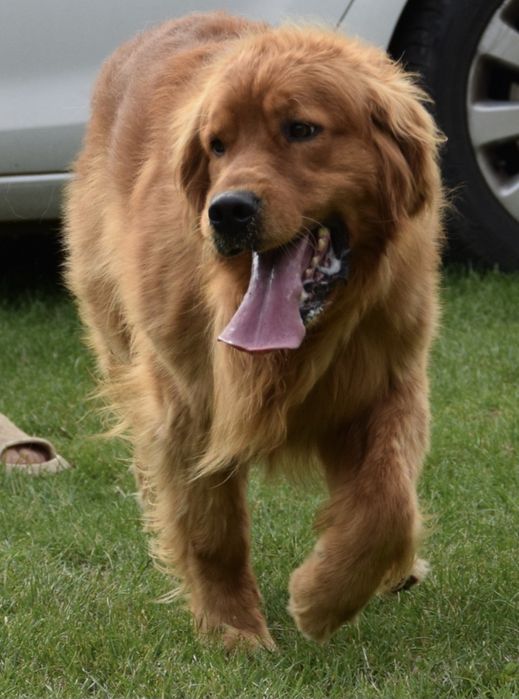 Reproduktor Golden retriever linia amerykańska.Badania na dysplazję.