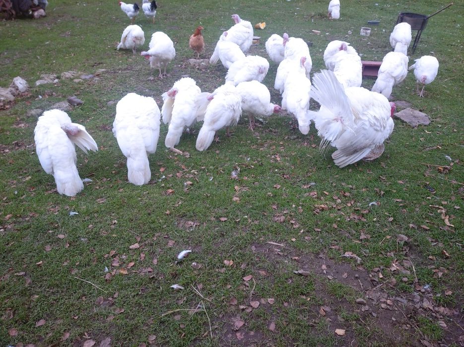 Індичі яйця, інкубаційні.Індичата. Молодняк (3-4 місяці)- 500 грн.