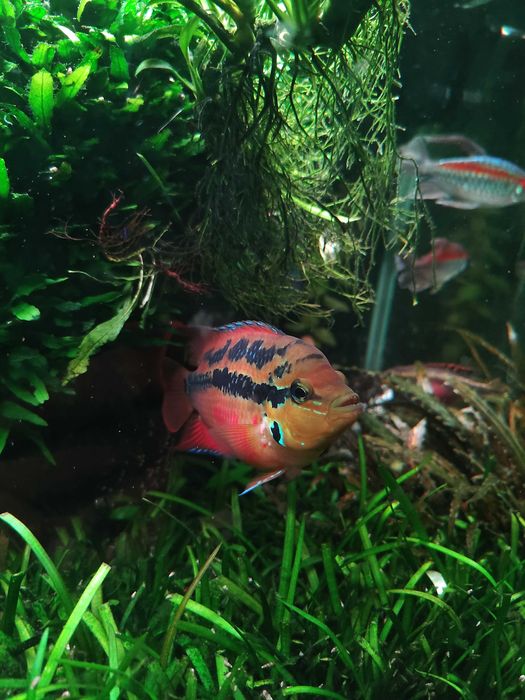 Pielęgnica diamentowa - Trichromis salvini