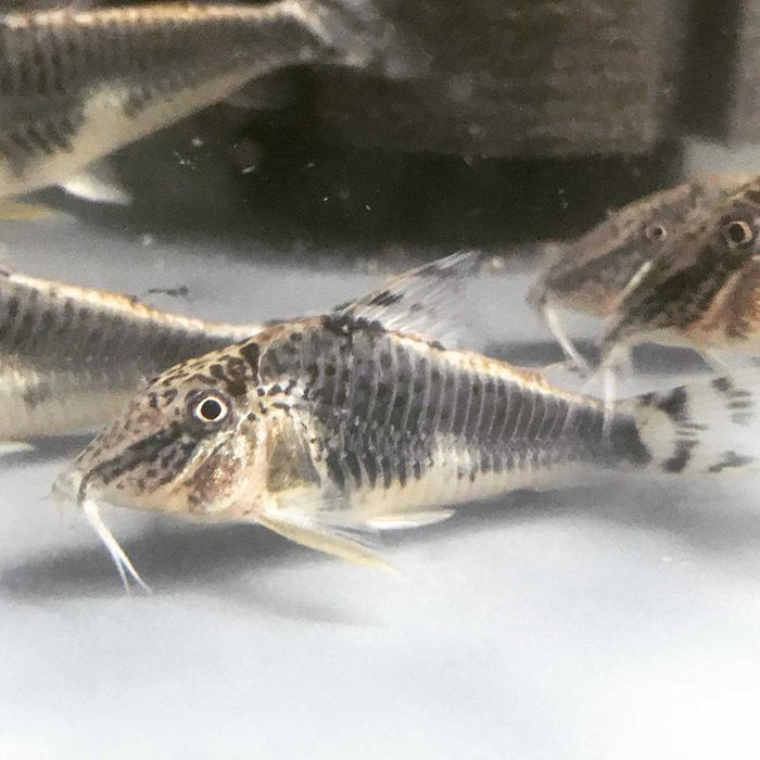 Rarytas Corydoras semiaquilis kirysek kirys sumik
Peru Black Cory