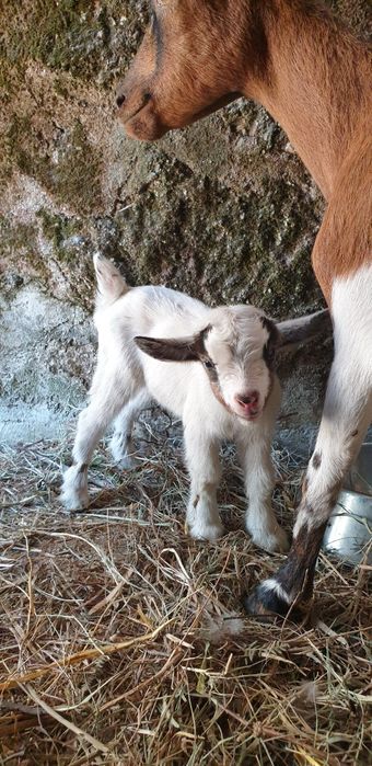 Cabras micro anãs