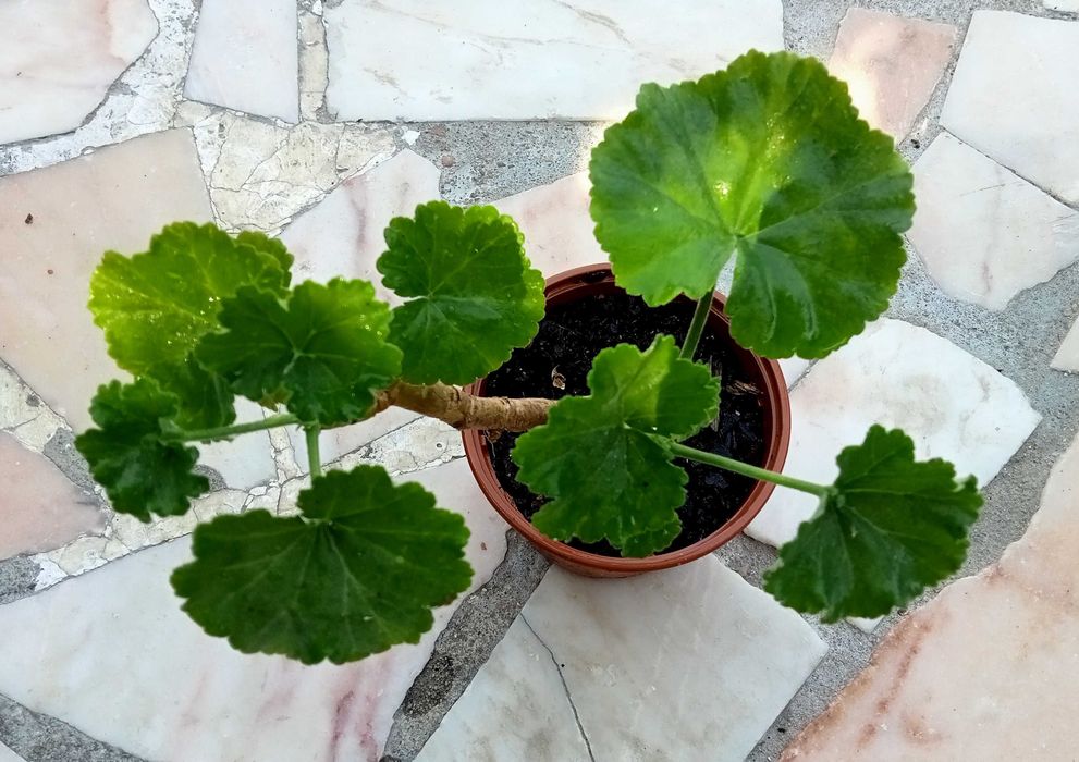 Gerânio com flores rosa
