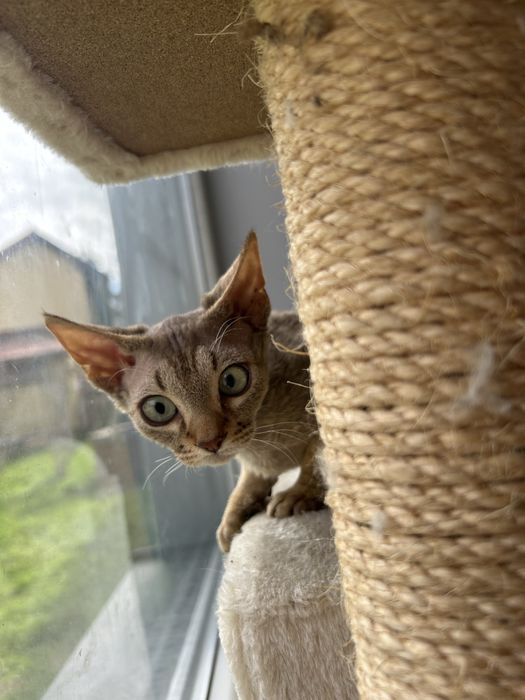 Słodki kocurek Devon Rex