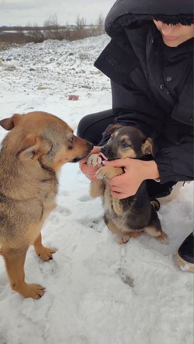 Собачки на прилаштування