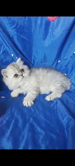 Шиншилла серебристый серый пепельный мальчик котёнок хайленд