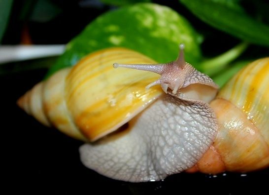 Lissachatina fulica rodatzi ślimak afrykański