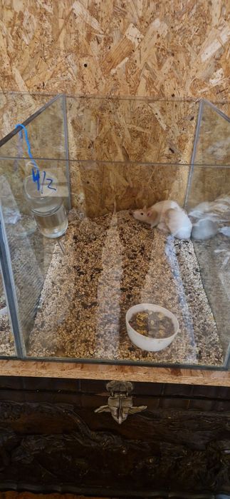 Maternidade aquário para roedores