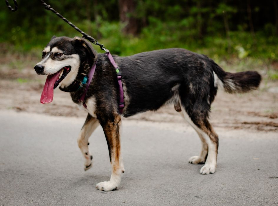 Cross kochany psiak czeka na miłość