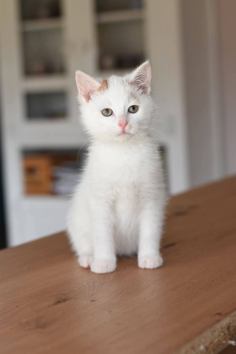 Uroczy Dexter szuka domu!