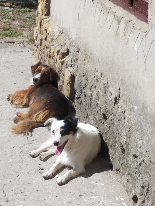 Ищут семью очень звонкие девочки, стерилизованы