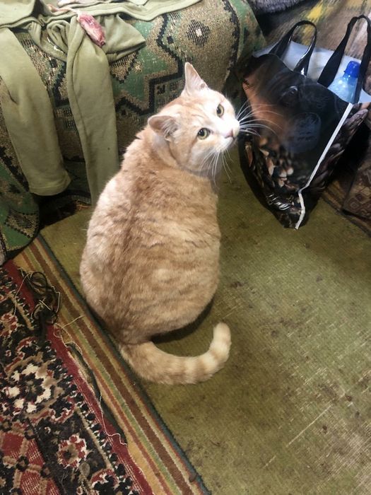 Котик Тімоша біля 3-х рочків. Терміново шукаємо найкращу родину для до