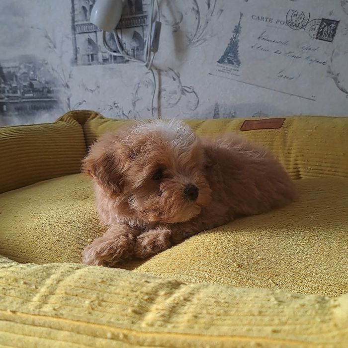 Мальтипу,мвльтипушки,f1.карамель,крем беби фейс