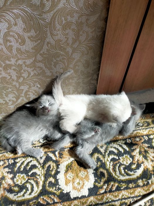 Продам чистокровні шотландські кошенятакошенята