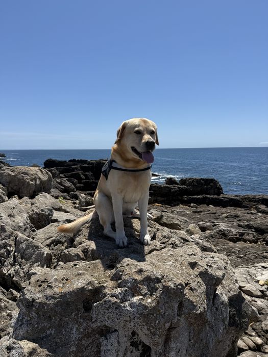 Labrador Retriever Amarelo — 5 Anos | Para Acasalamento