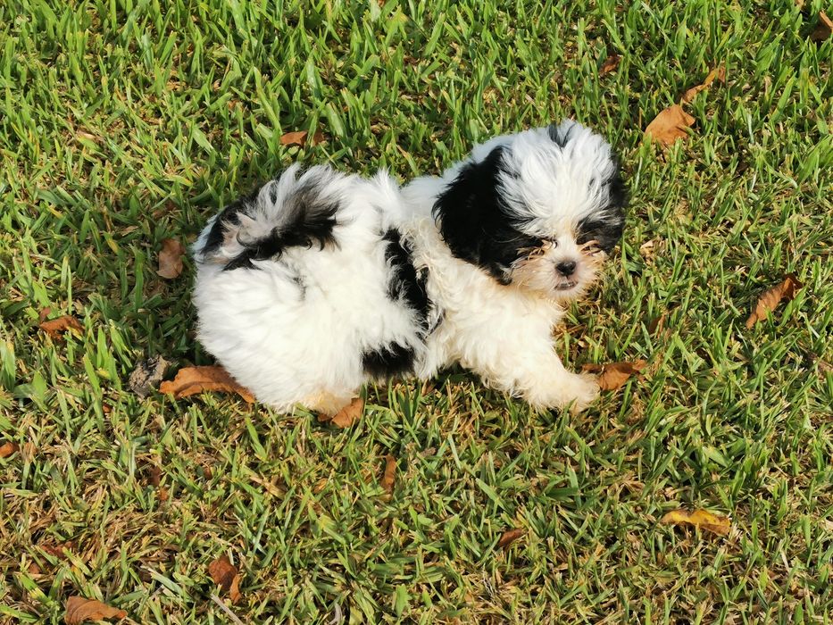 Shih-Stz  macho disponibel Entrego em todo o país e Suíça.