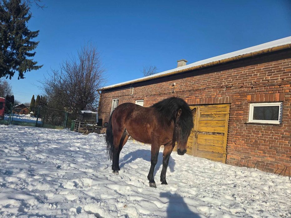 Sprzedam Ogiera Huculskiego