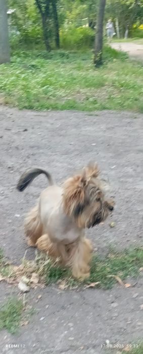 Веселий хлопчик йорка Жорік