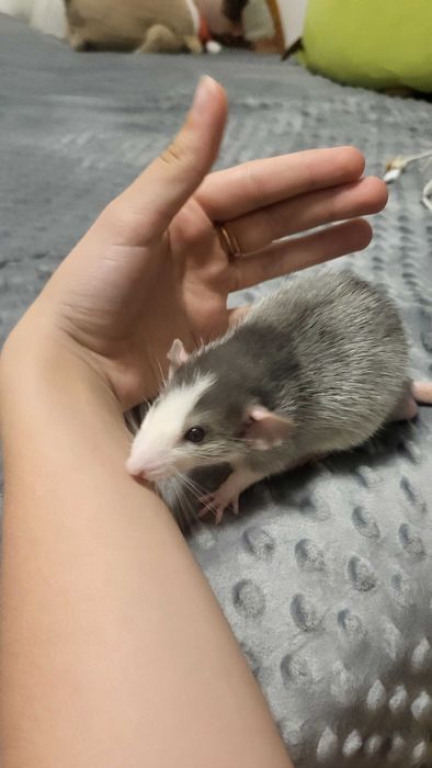 Продаю маленьку крыску