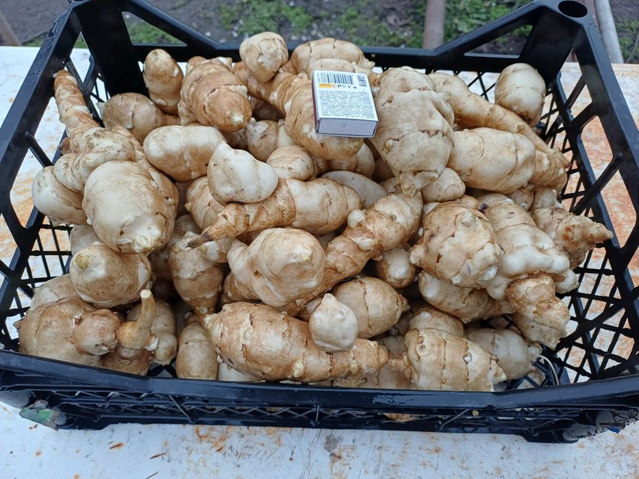 Топінамбур вирощений власноруч!