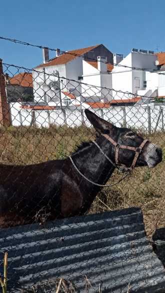 Burro de 3 anos, bom para criação