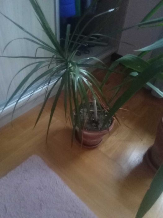 sprzedam rośliny yuccy