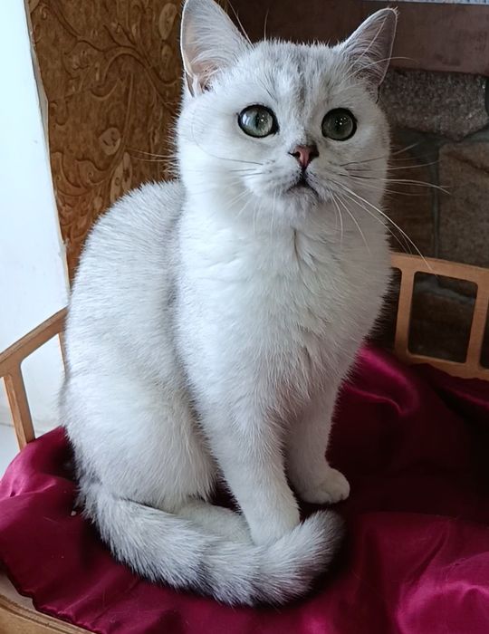 Мальчик серебристый шиншилла