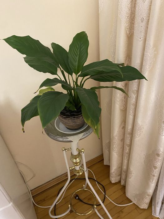 Спатифіліум білий