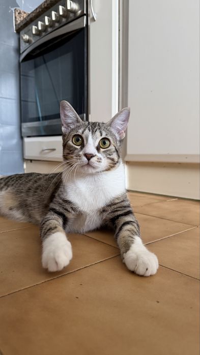 Gatinho bebé ADOÇAO
