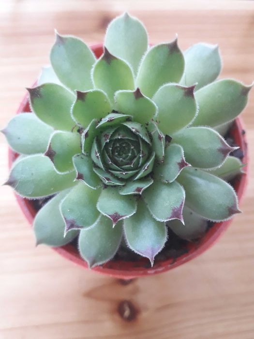 Echeveria Mandala " Rainha das Suculentas"