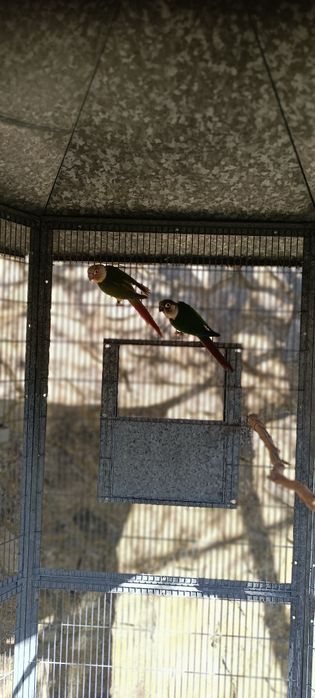 Aves pyrrhuras novas