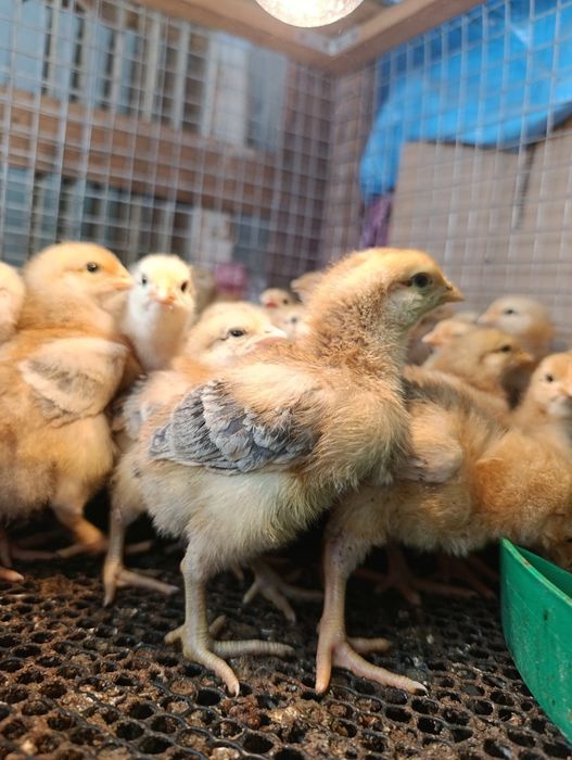 Підрощені ( місячні) курчата  триколор мастер грей голошийка