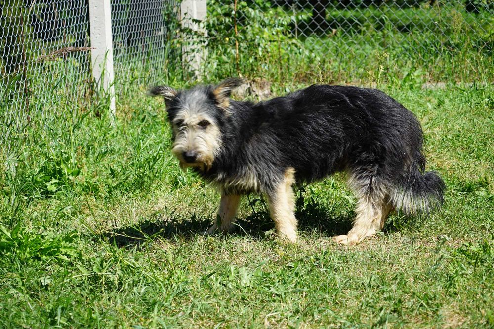 Sand - szorstkowłosy piesek szuka domu