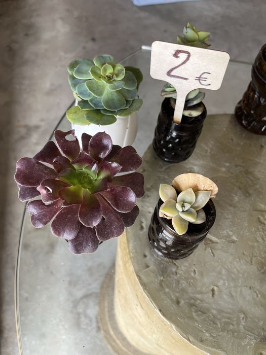 Suculentas - vaso cerâmica
