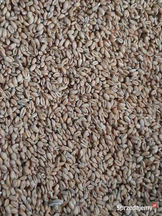 Zboże Pszenica/Owies/Pszenżyto