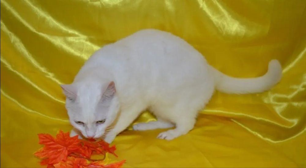 Отдам даром в добрые руки белую кошечку