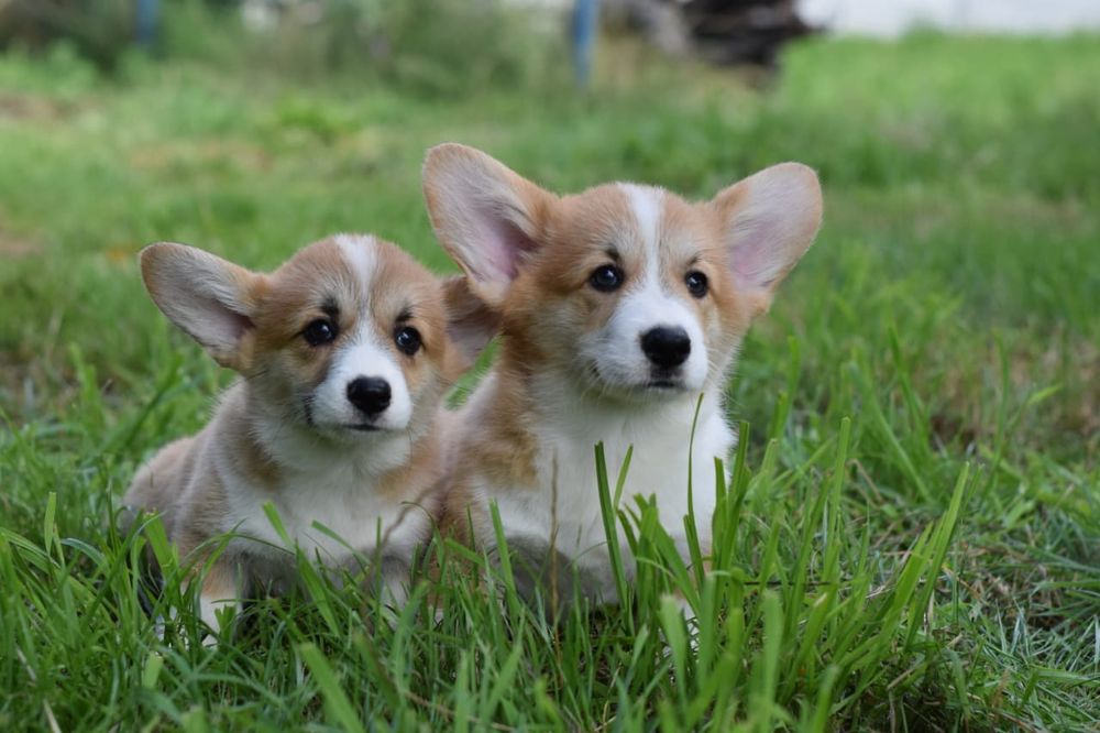 Найгарніші Коргі цуценята