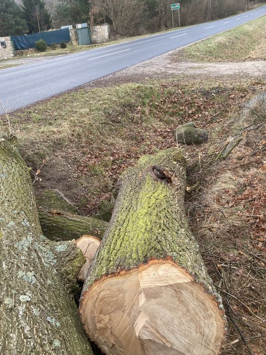 Kłody dąb tartaczny