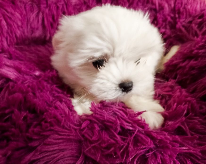 Maltańczyk suczka ZHPR szczenię malutkie