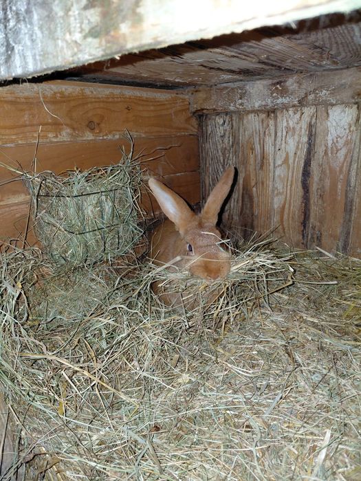 Sprzedam samice kotne meklemburskie