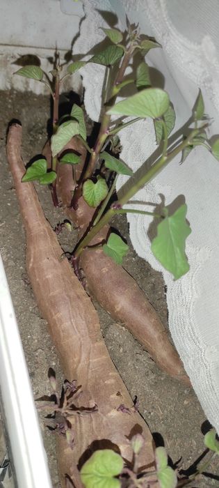 Продам розсаду батату