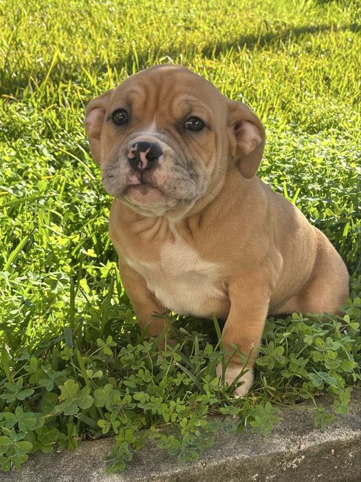 American Bully Pocket