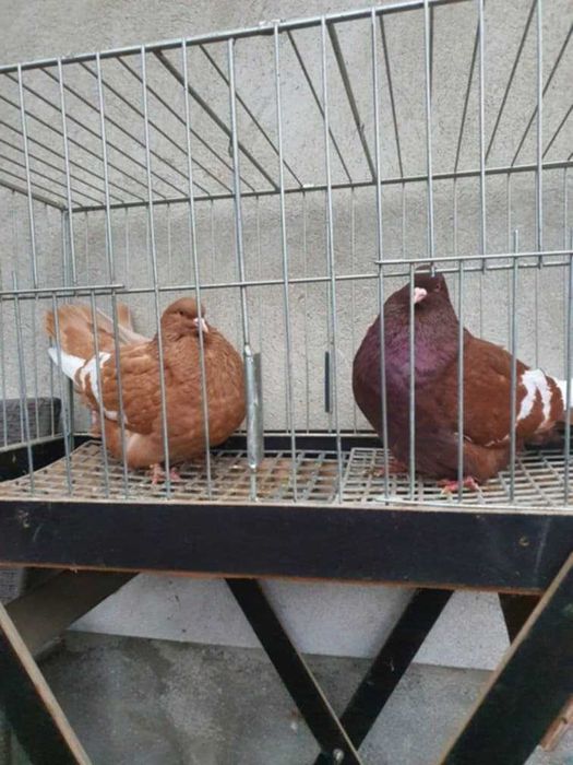 Ryś polski rysie polskie