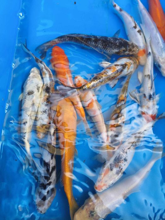 Kolorowe karpie koi rozmiar 15cm