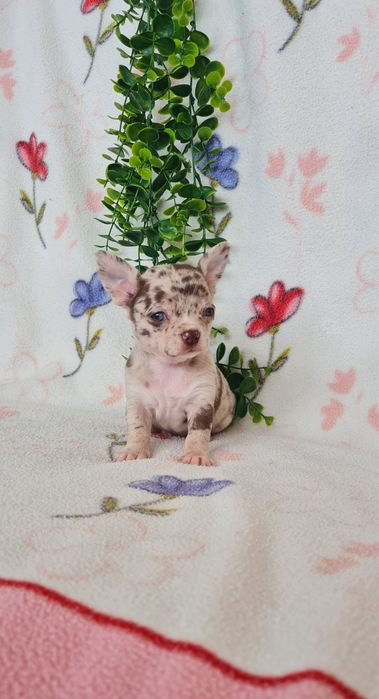 Excecional mini menino Chihuahua/Chiuaua de Qualidad,LinhagemRussa