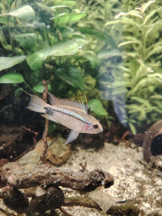 Apistogrammas eremnopige F1 (raros)