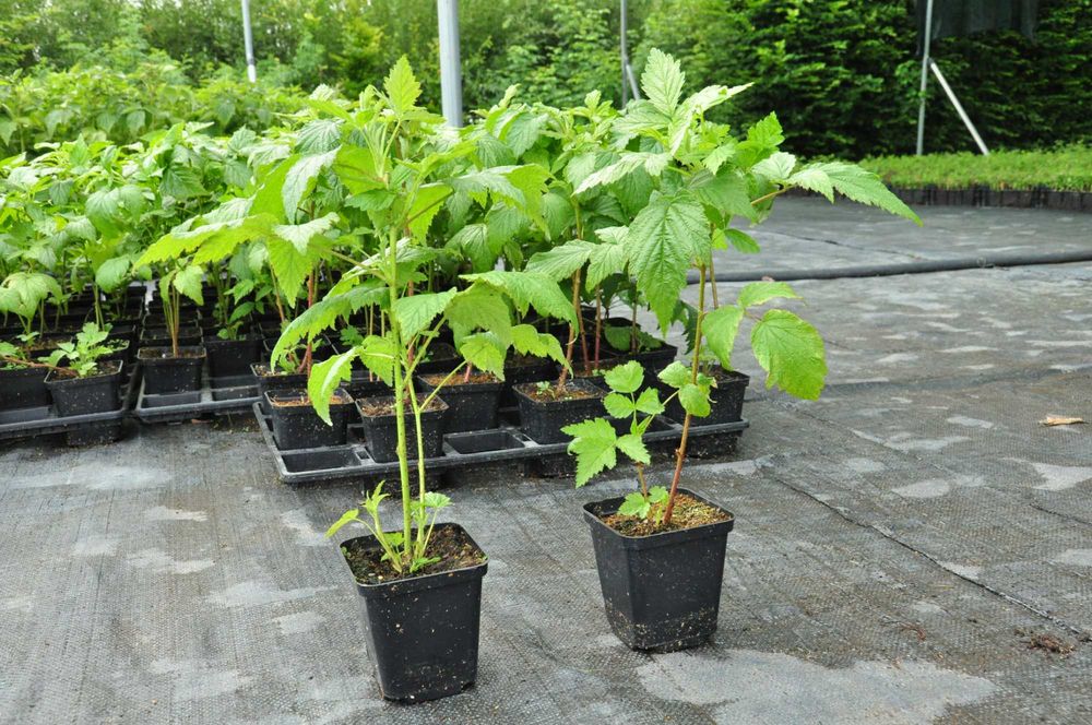 Sadzonki maliny doniczkowane (raspberry in pots)