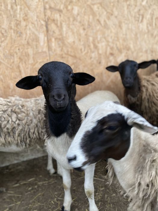 Продаються крос-дорпери