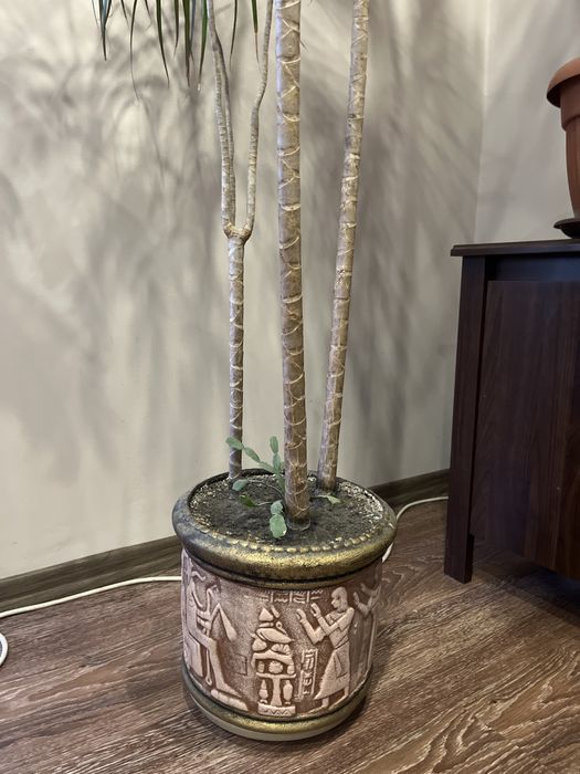 Вазон Драцена , висота 260см!