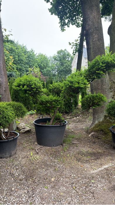 Krzewy formowane bonsai  Jałowiec Cis Cyprys Modrzew